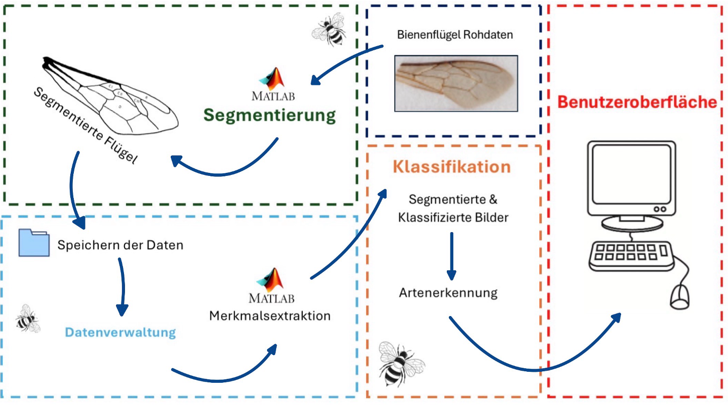 Projektstrukturplan der Bienenflügelanalyse